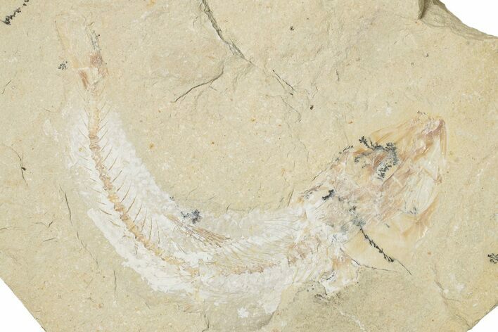 Cretaceous Fossil Fish - Lebanon #256020